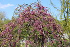 Kanadischer Judasbaum 'Cascading Hearts' - Cercis canadensis 'Cascading Hearts'