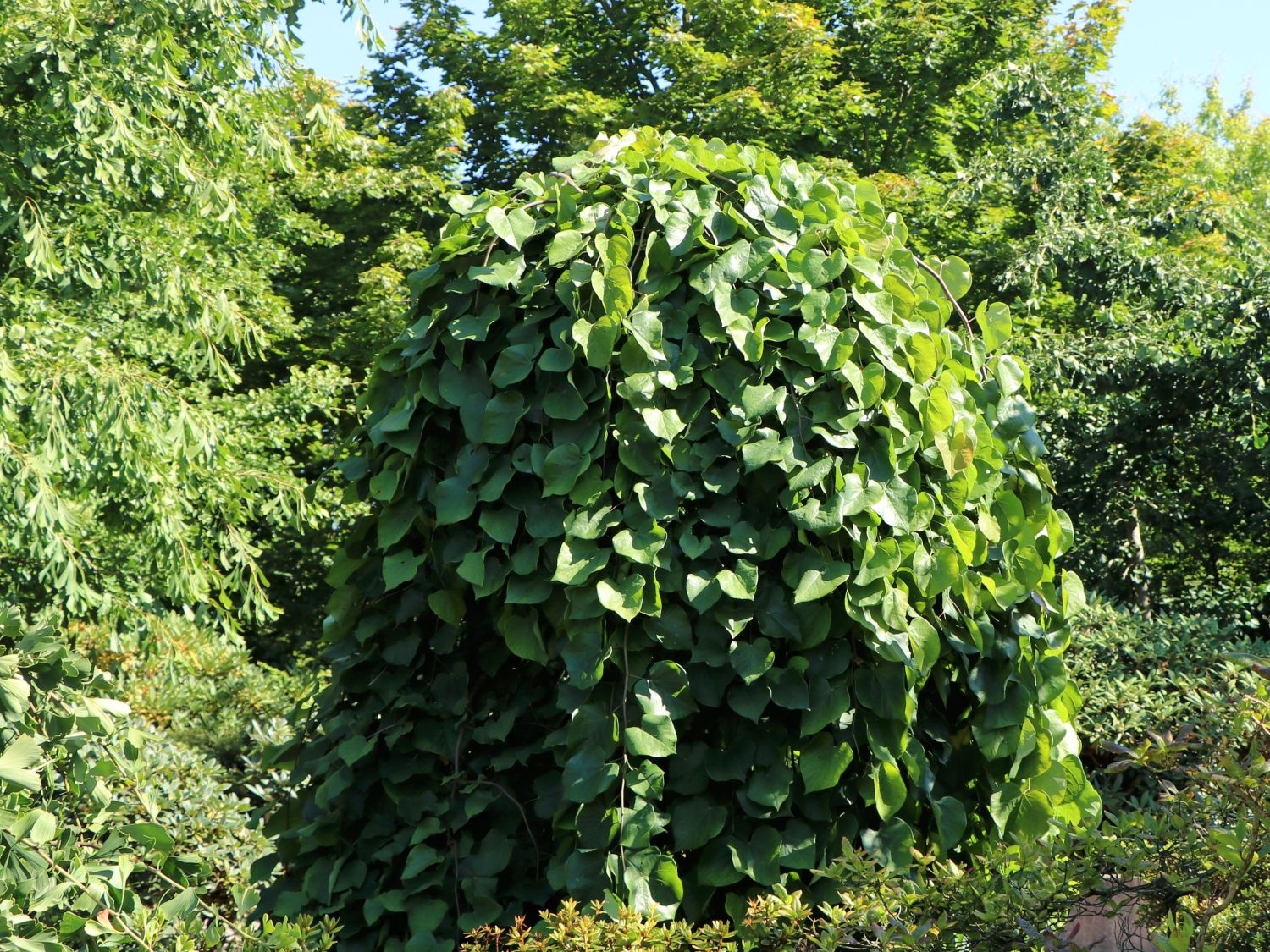 Kanadischer Judasbaum 'Cascading Hearts' - Cercis canadensis 'Cascading Hearts'
