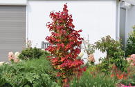 Kanadischer Judasbaum 'Eternal Flame' ®