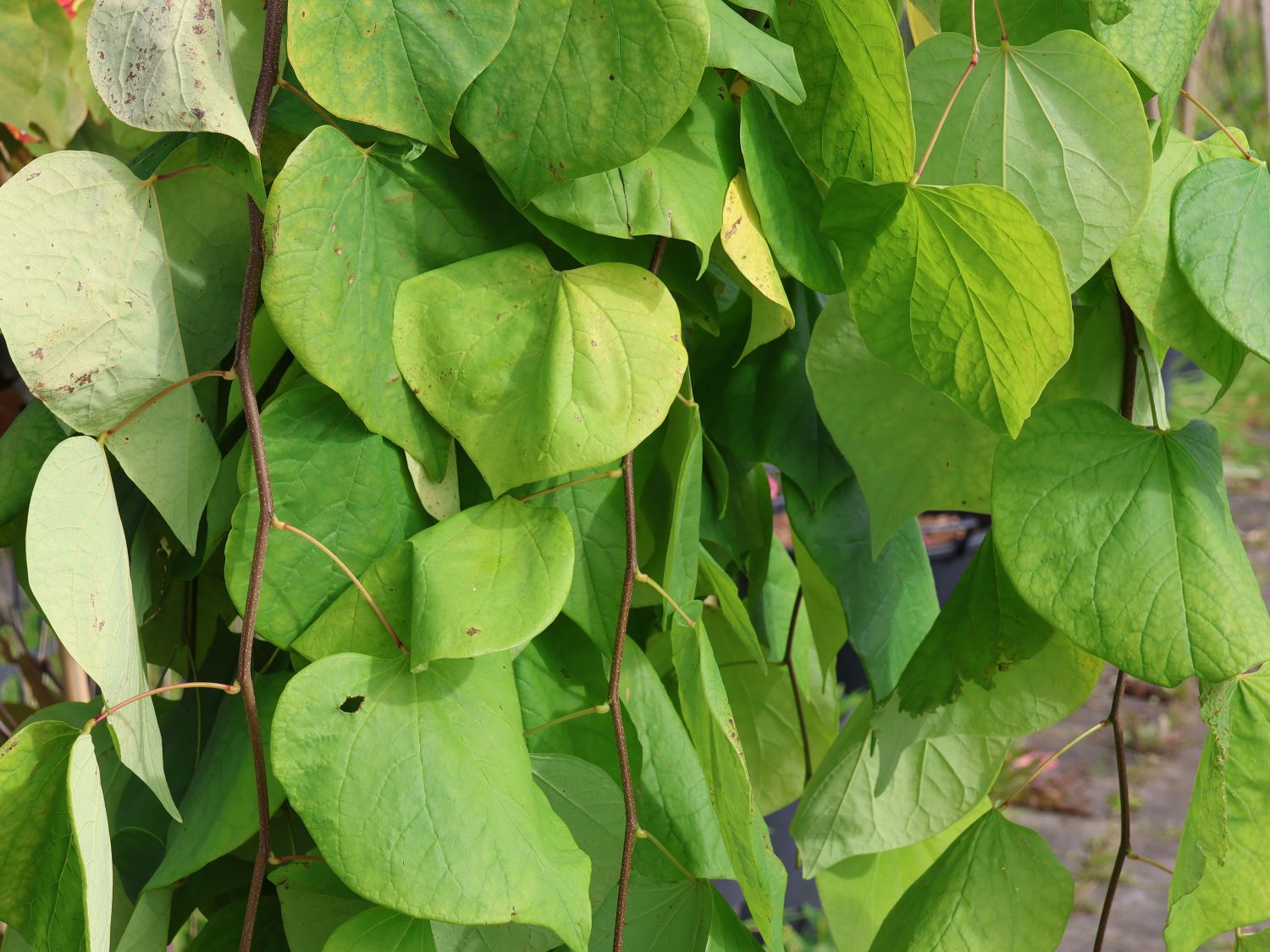 Kanadischer Judasbaum 'Golden Falls' - Cercis canadensis 'Golden Falls'
