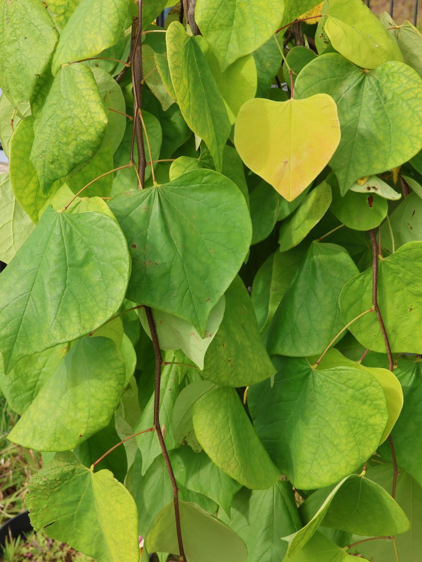 Kanadischer Judasbaum 'Golden Falls' - Cercis canadensis 'Golden Falls'