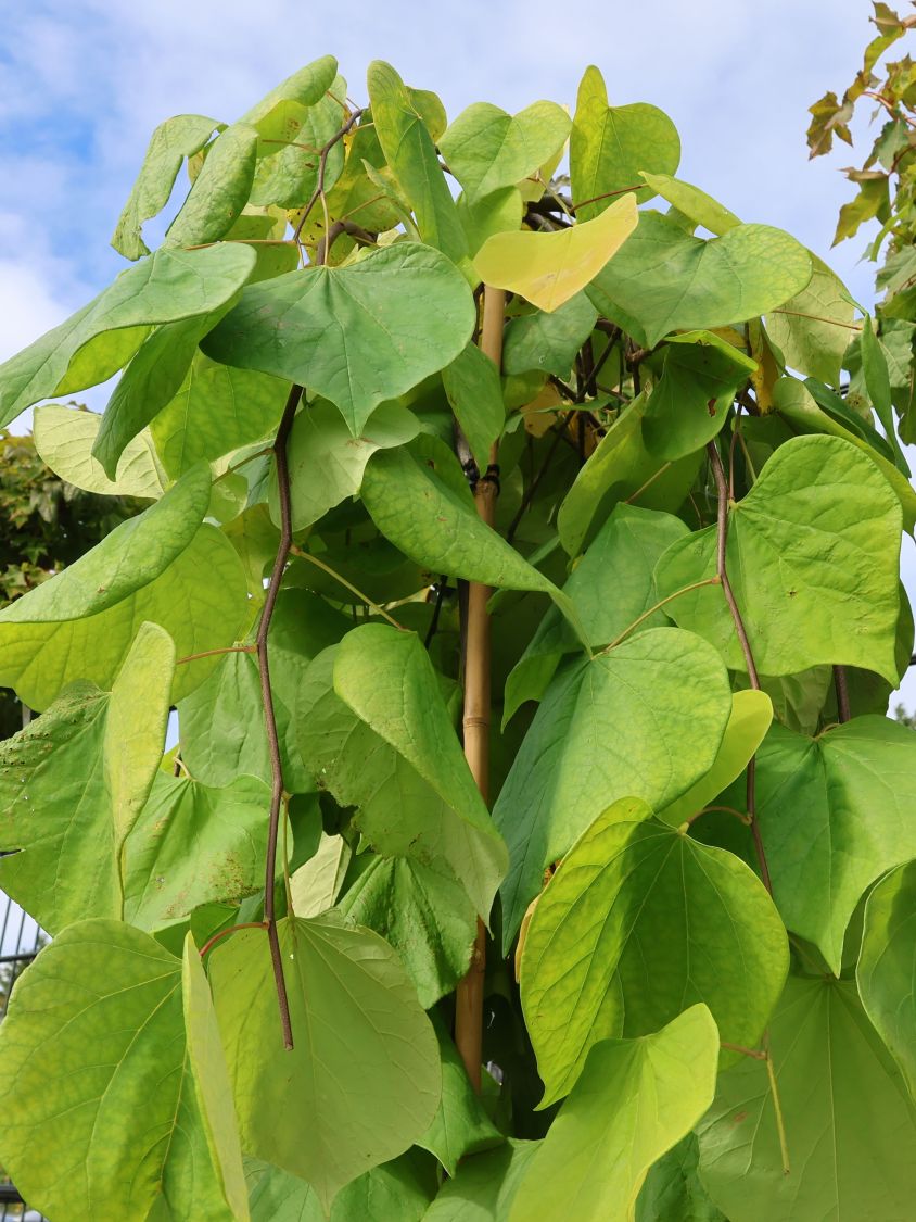 Kanadischer Judasbaum 'Golden Falls' - Cercis canadensis 'Golden Falls'