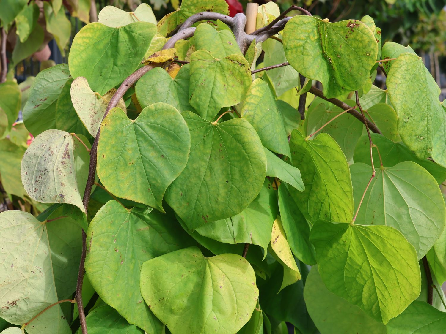 Kanadischer Judasbaum 'Golden Falls' - Cercis canadensis 'Golden Falls'