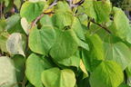 Kanadischer Judasbaum 'Golden Falls' - Cercis canadensis 'Golden Falls'