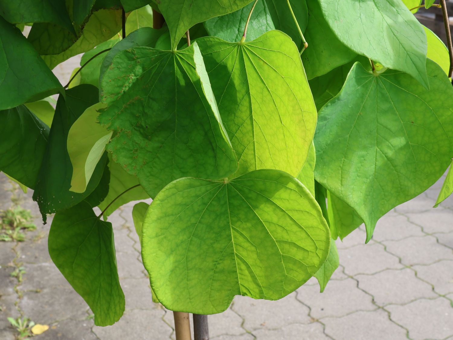 Kanadischer Judasbaum 'Golden Falls' - Cercis canadensis 'Golden Falls'