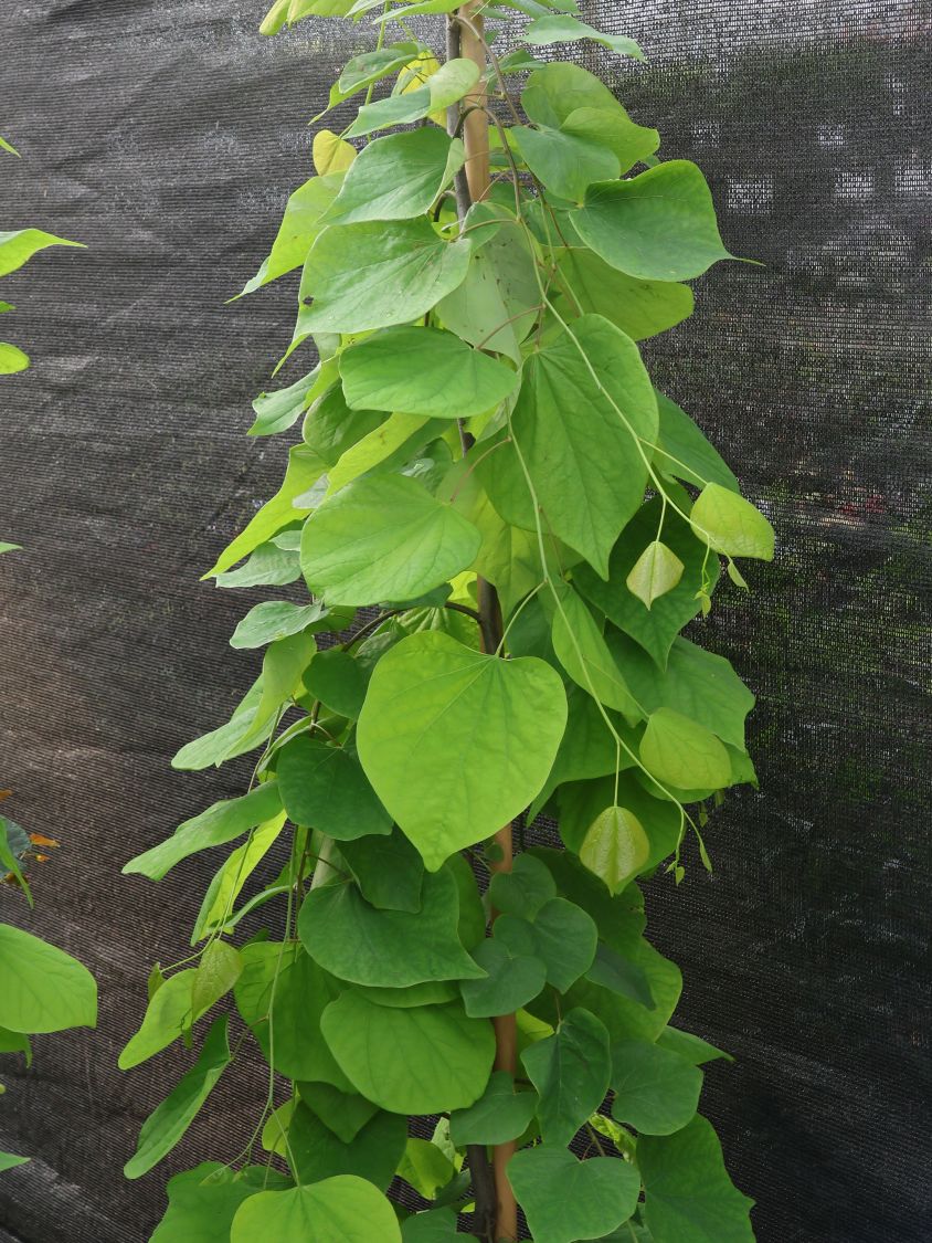 Kanadischer Judasbaum 'Golden Falls' - Cercis canadensis 'Golden Falls'