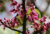 Kanadischer Judasbaum 'Little Woody' - Cercis canadensis 'Little Woody'