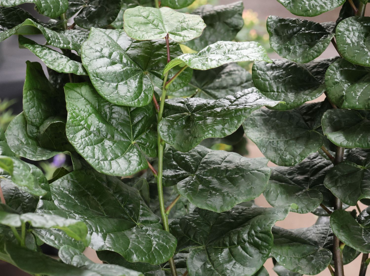 Kanadischer Judasbaum 'Little Woody' - Cercis canadensis 'Little Woody'