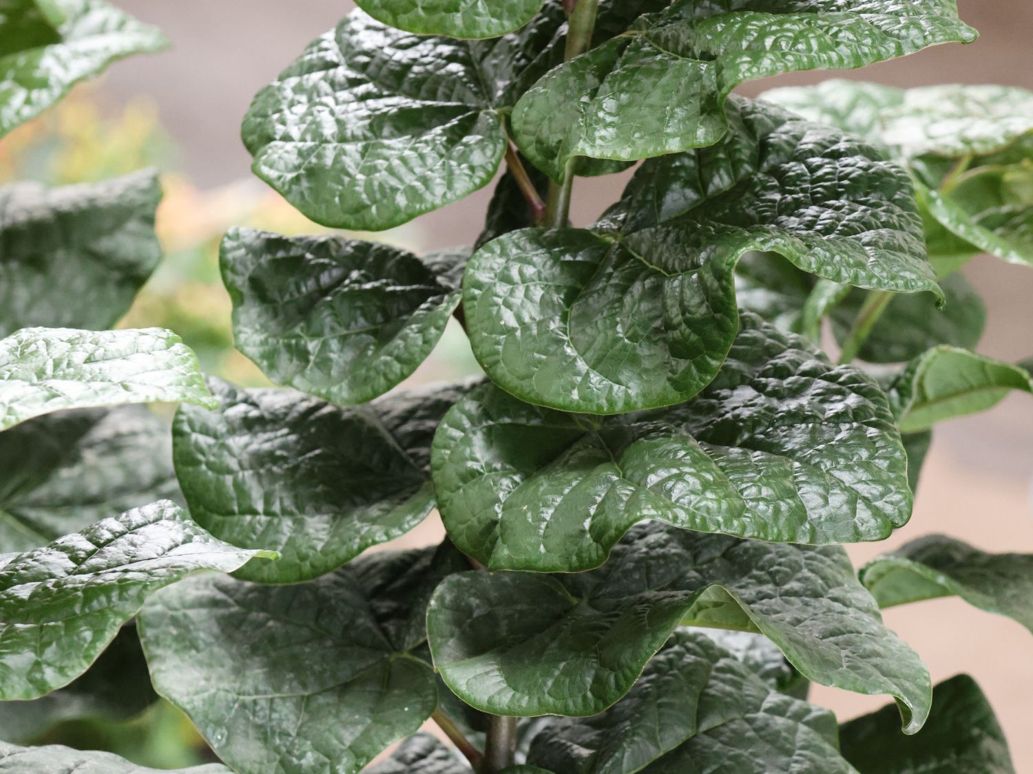 Kanadischer Judasbaum 'Little Woody' - Cercis canadensis 'Little Woody'