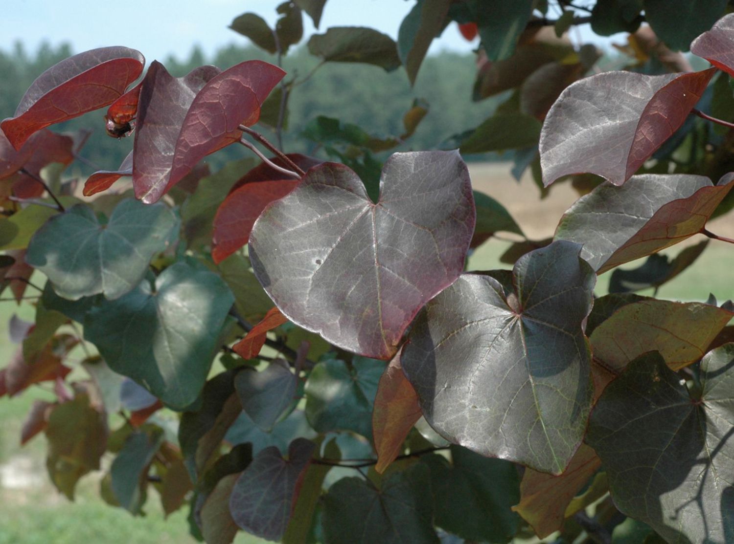 Kanadischer Judasbaum 'Merlot'