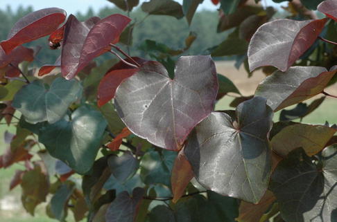 Kanadischer Judasbaum 'Merlot' - Cercis canadensis 'Merlot'