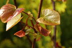 Kanadischer Judasbaum 'Merlot' - Cercis canadensis 'Merlot'