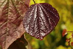 Kanadischer Judasbaum 'Merlot' - Cercis canadensis 'Merlot'