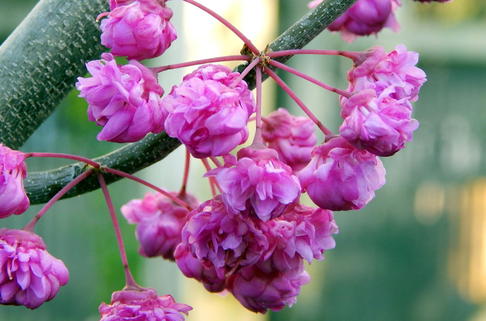 Kanadischer Judasbaum 'Pink Pom Poms' - Cercis canadensis 'Pink Pom Poms'
