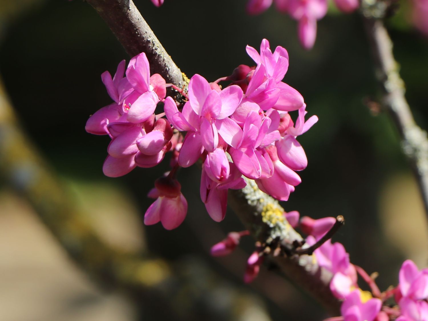 Kanadischer Judasbaum 'Rising Sun' - Cercis canadensis  'Rising Sun'