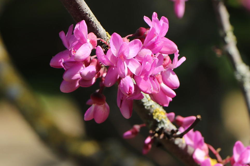 Judasbaum Rising Sun Kanadischer Judasbaum 'Rising Sun' - Cercis canadensis 'Rising Sun ...