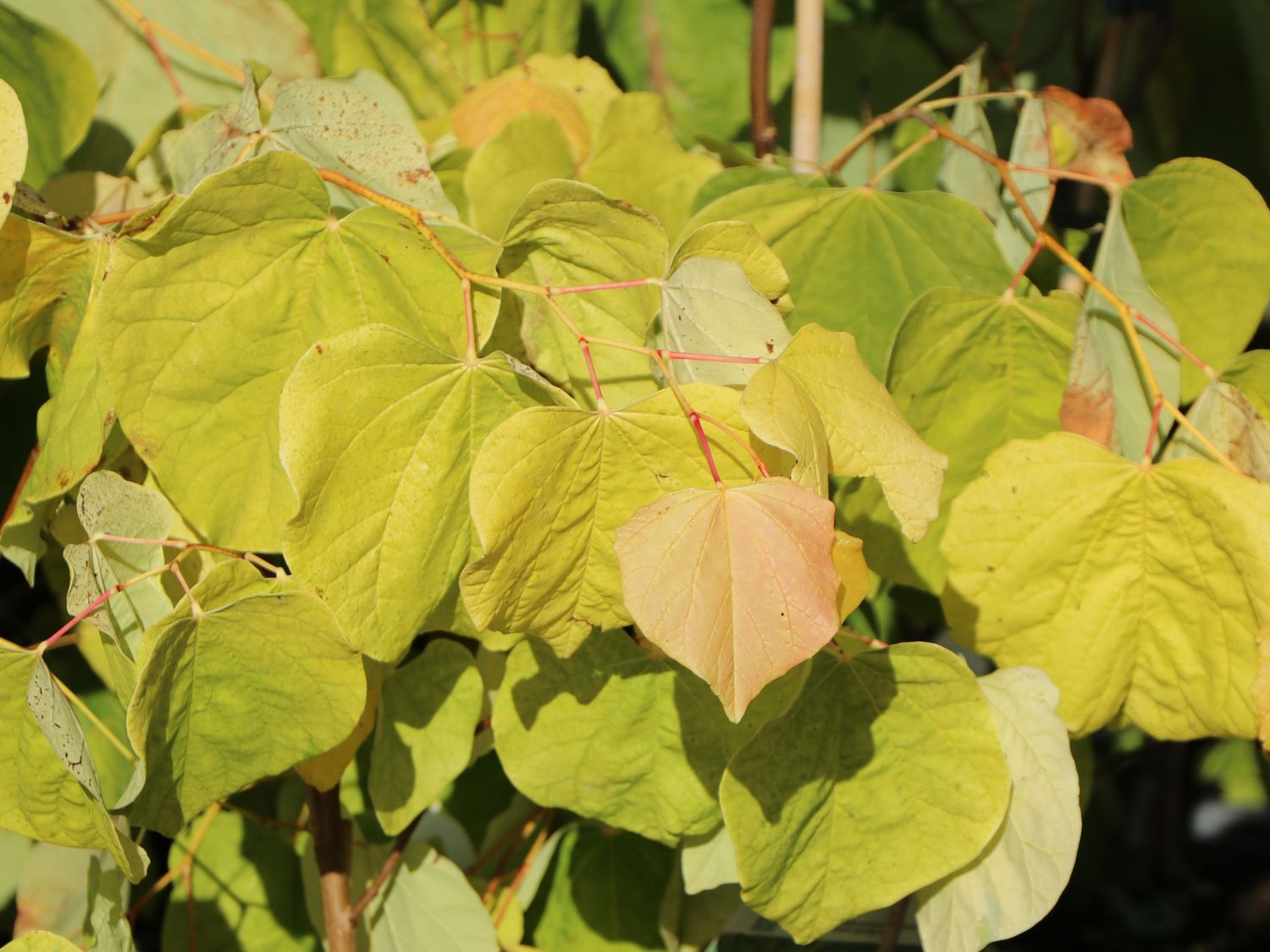 Kanadischer Judasbaum 'Rising Sun' - Cercis canadensis  'Rising Sun'