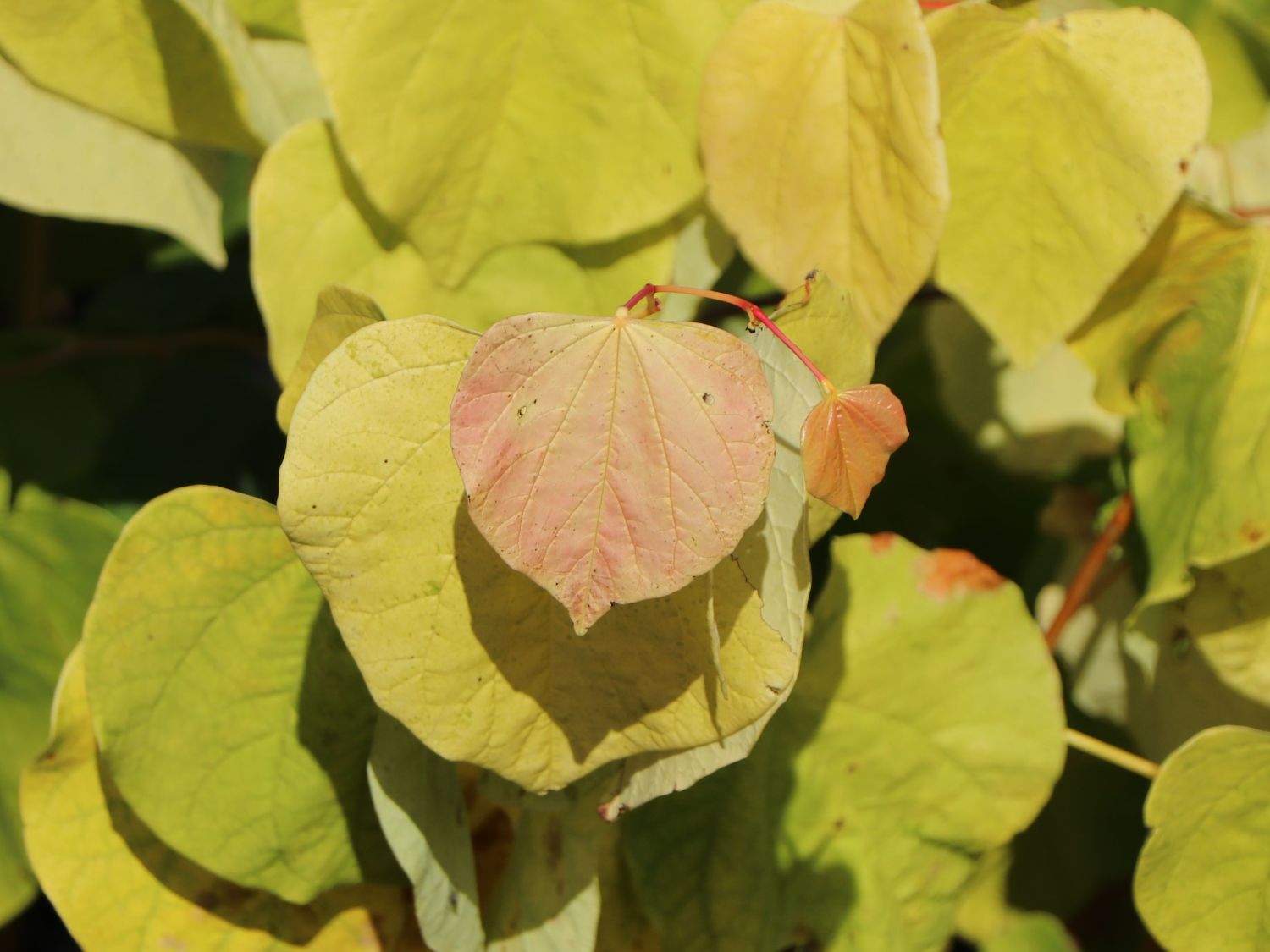 Kanadischer Judasbaum 'Rising Sun' - Cercis canadensis  'Rising Sun'