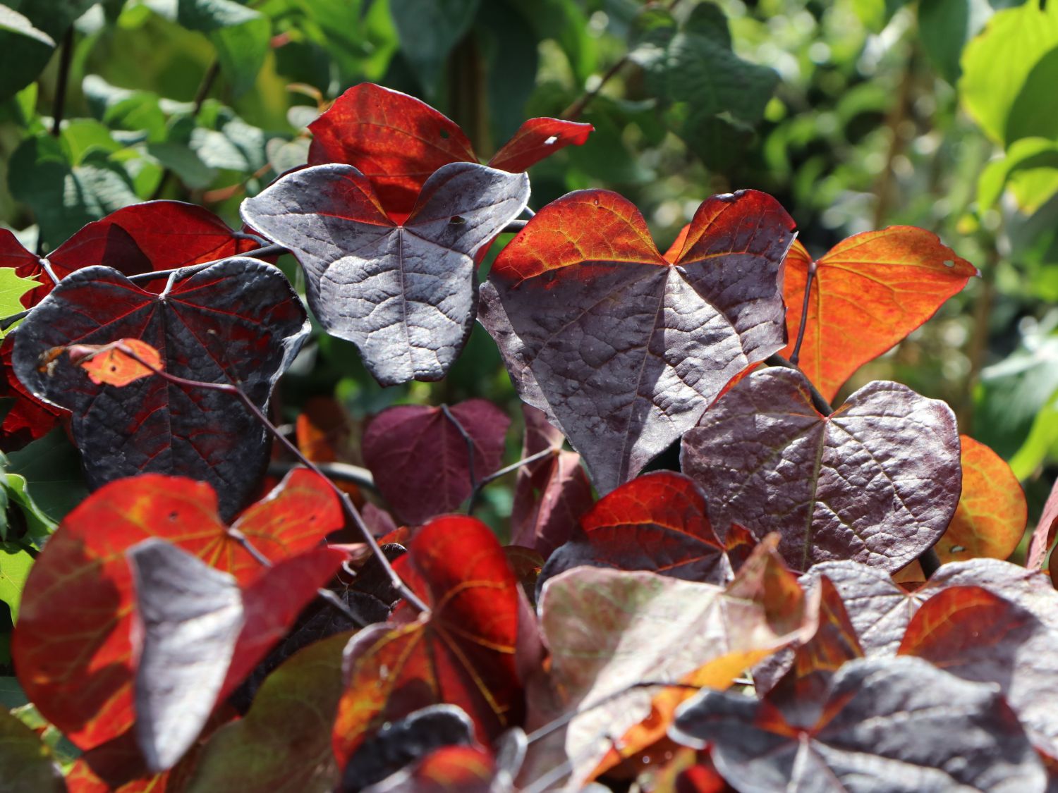 Kanadischer Judasbaum 'Ruby Falls'