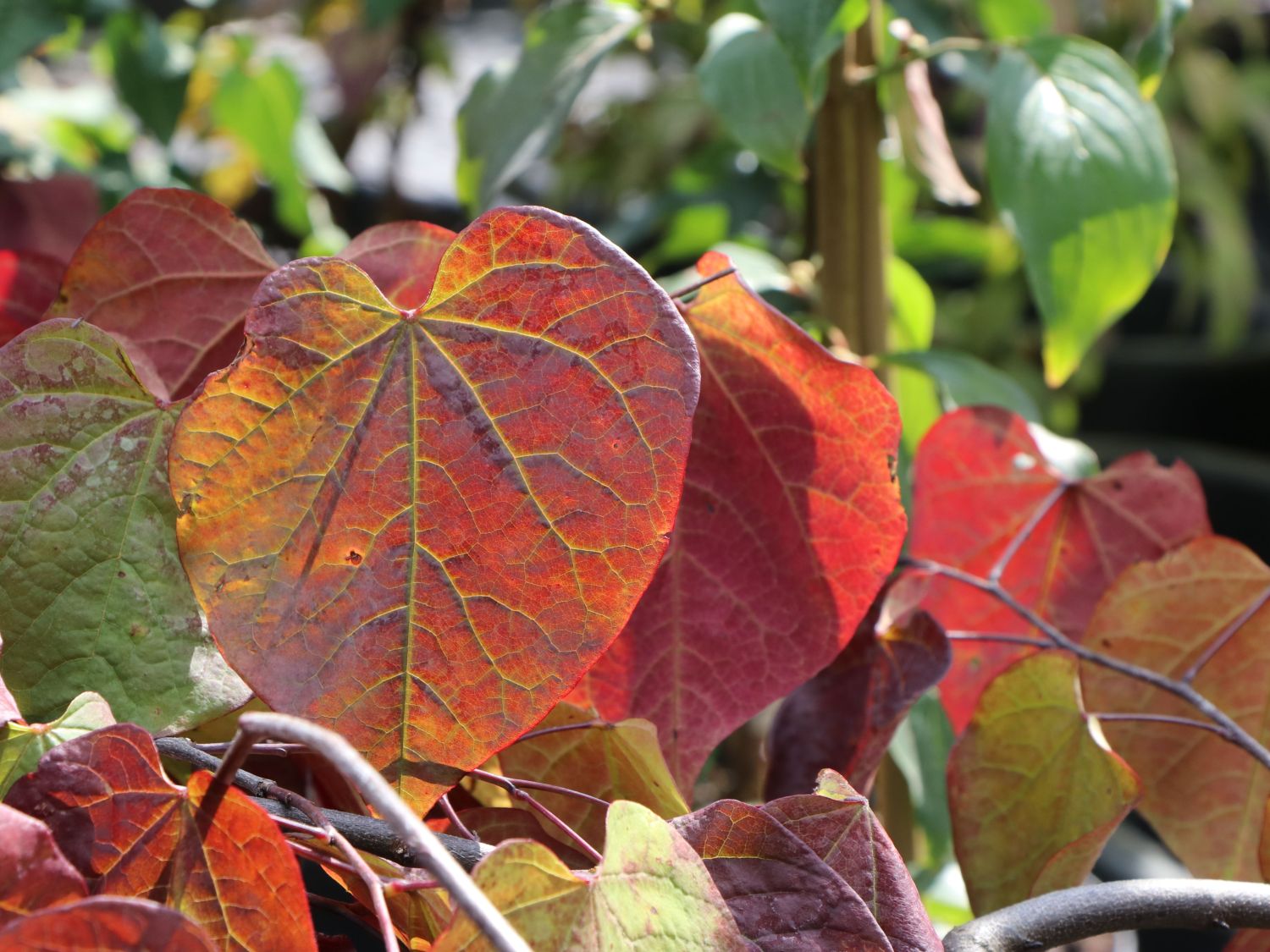 Kanadischer Judasbaum 'Ruby Falls' - Cercis canadensis 'Ruby Falls'