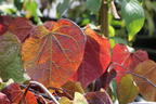 Kanadischer Judasbaum 'Ruby Falls' - Cercis canadensis 'Ruby Falls'