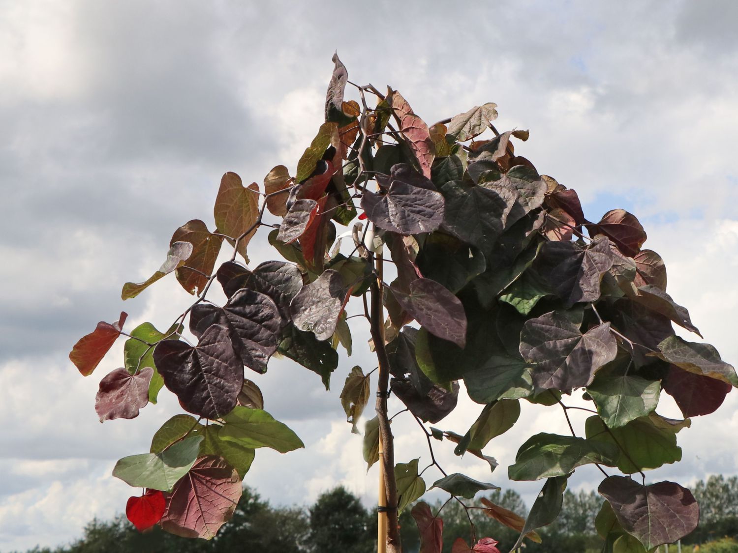 Kanadischer Judasbaum 'Ruby Falls' - Cercis canadensis 'Ruby Falls'