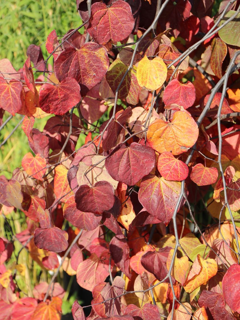 Kanadischer Judasbaum 'Ruby Falls' - Cercis canadensis 'Ruby Falls'