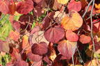 Kanadischer Judasbaum 'Ruby Falls' - Cercis canadensis 'Ruby Falls'