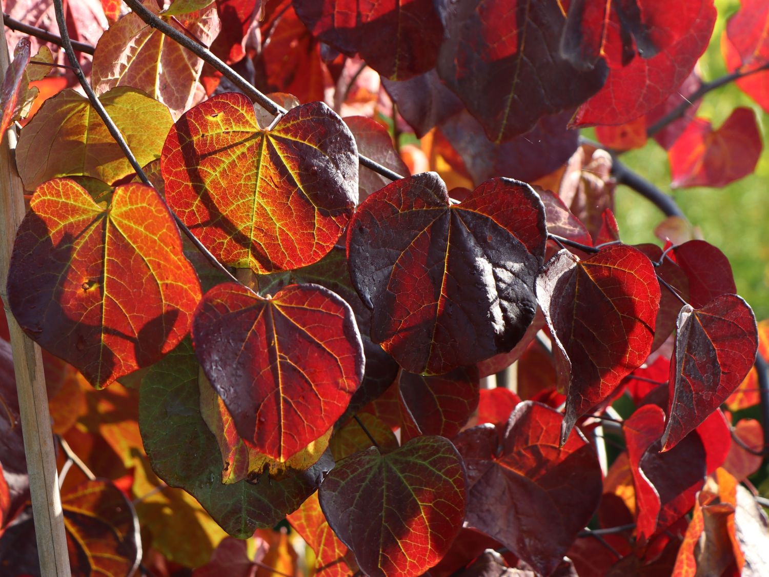 Kanadischer Judasbaum 'Ruby Falls' - Cercis canadensis 'Ruby Falls'