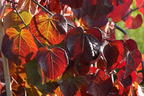 Kanadischer Judasbaum 'Ruby Falls' - Cercis canadensis 'Ruby Falls'