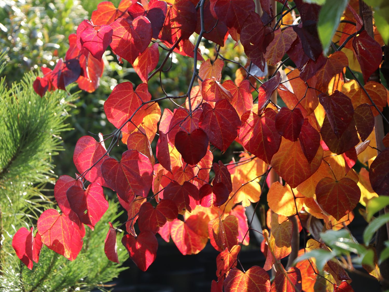 Kanadischer Judasbaum 'Ruby Falls' - Cercis canadensis 'Ruby Falls'