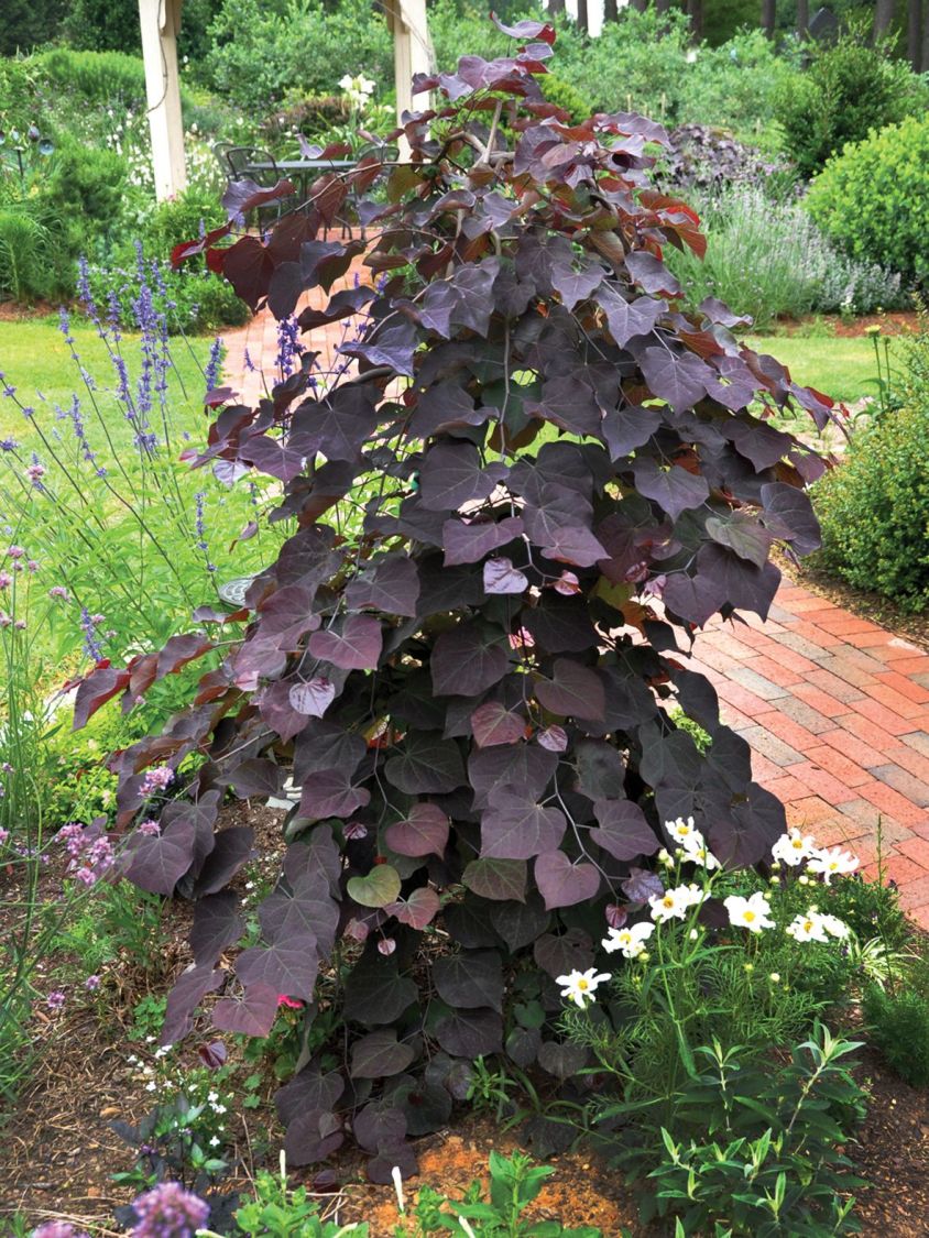 Kanadischer Judasbaum 'Ruby Falls' - Cercis canadensis 'Ruby Falls'