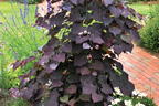 Kanadischer Judasbaum 'Ruby Falls' - Cercis canadensis 'Ruby Falls'