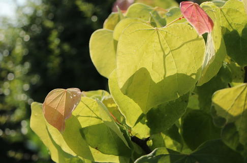 Kanadischer Judasbaum 'Rising Sun' - Cercis canadensis 'Rising Sun'