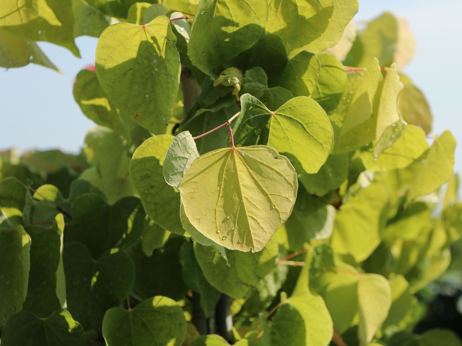 Kanadischer Judasbaum 'Rising Sun' - Cercis canadensis  'Rising Sun'