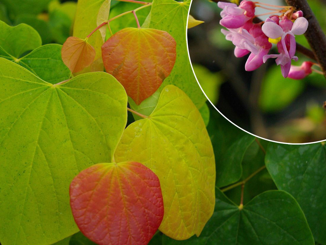 Kanadischer Judasbaum 'Rising Sun' - Cercis canadensis  'Rising Sun'