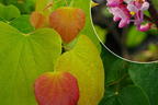 Kanadischer Judasbaum 'Rising Sun' - Cercis canadensis 'Rising Sun'