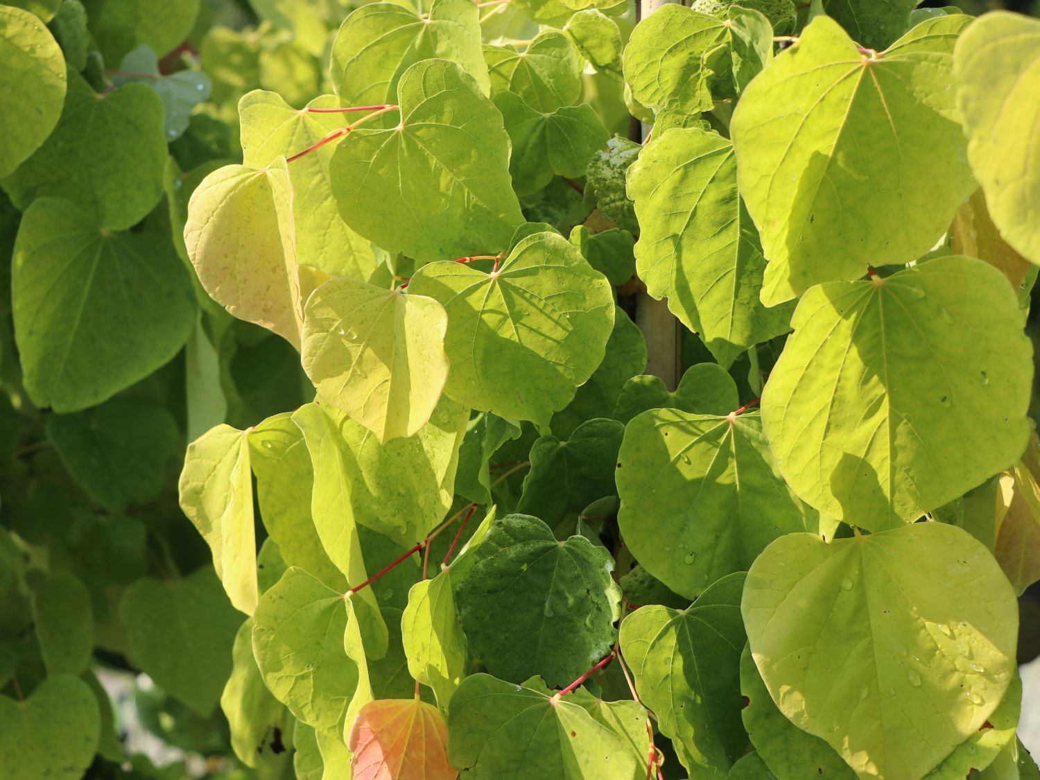 Kanadischer Judasbaum 'Rising Sun' - Cercis canadensis  'Rising Sun'
