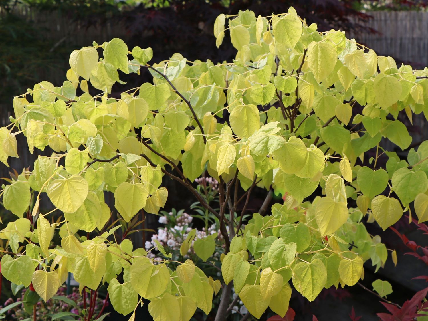 Kanadischer Judasbaum 'Rising Sun' - Cercis canadensis  'Rising Sun'