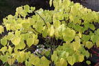 Kanadischer Judasbaum 'Rising Sun' - Cercis canadensis 'Rising Sun'