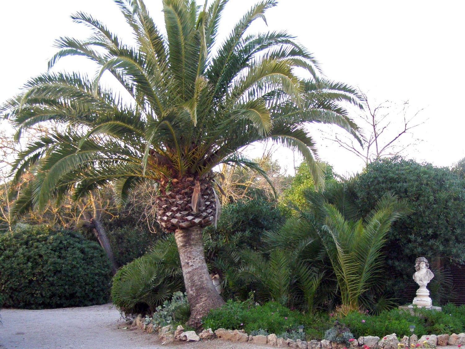 Kanarische Dattelpalme - Phoenix canariensis