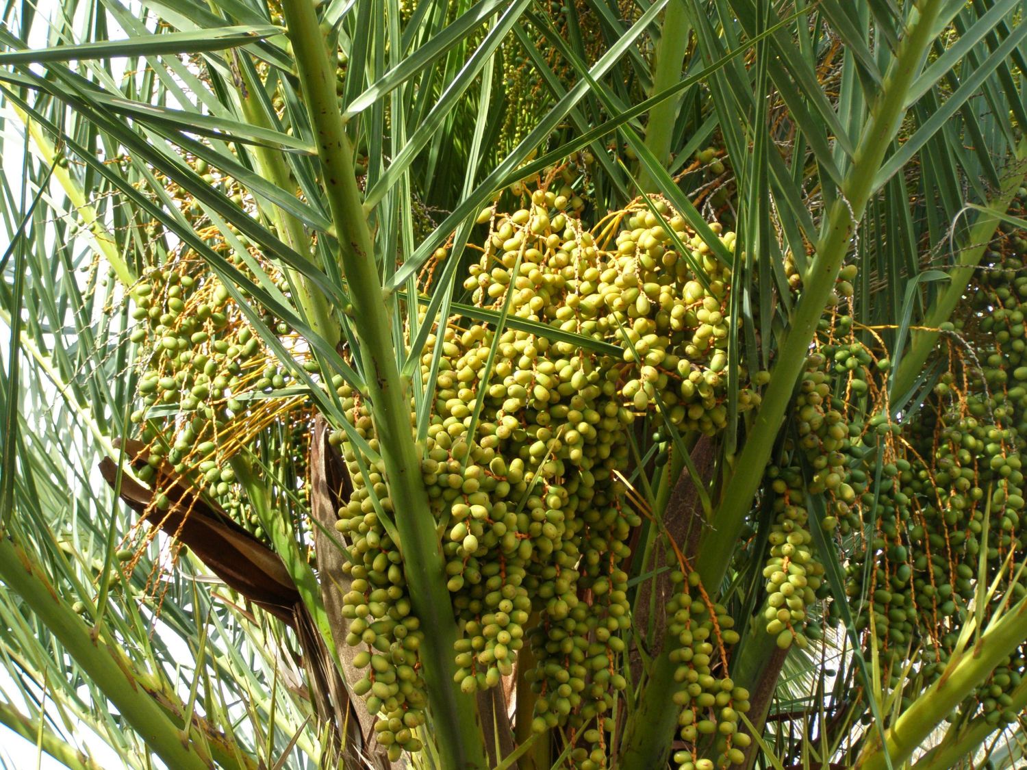 Dattelpalmen (Phoenix)