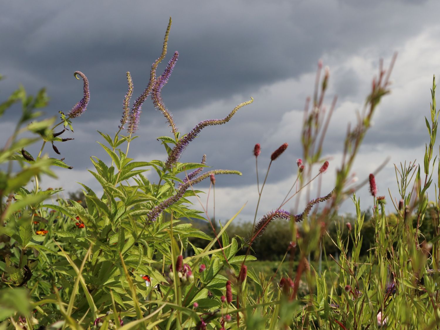 Kandelaber-Ehrenpreis 'Adoration' - Veronicastrum virginicum 'Adoration'