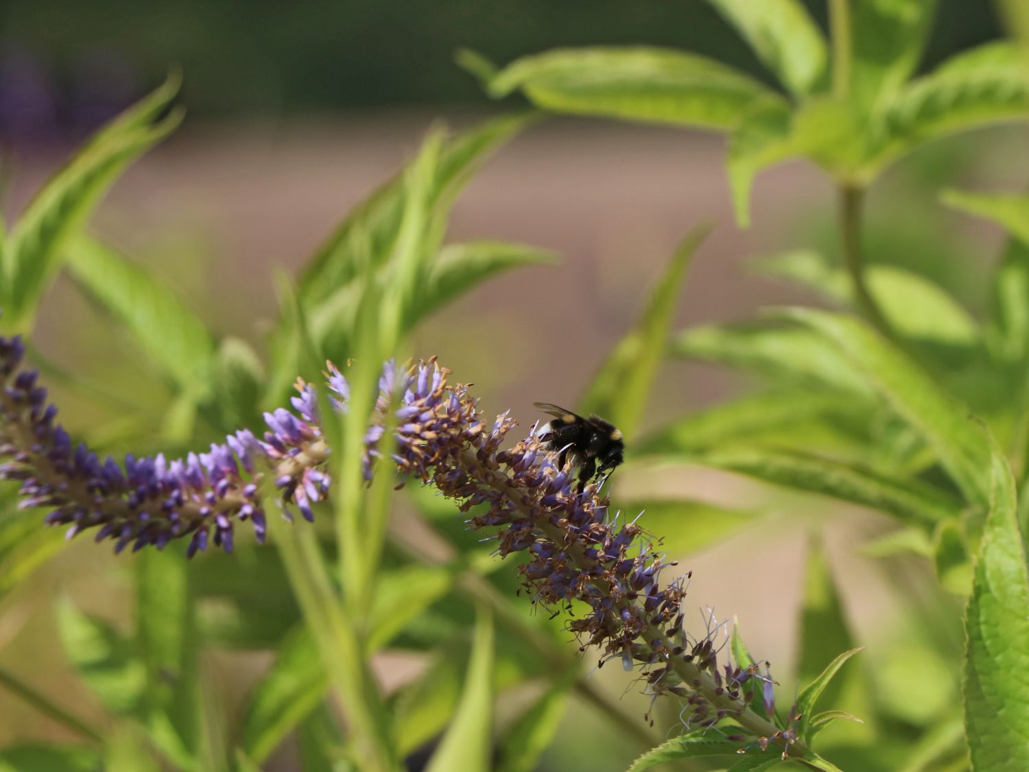 Kandelaber-Ehrenpreis 'Adoration' - Veronicastrum virginicum 'Adoration'