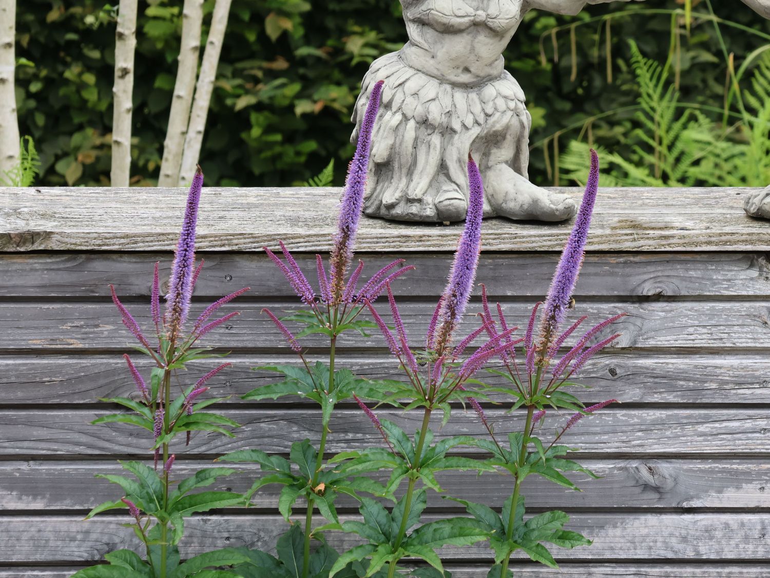 Kandelaber-Ehrenpreis 'Cupid'