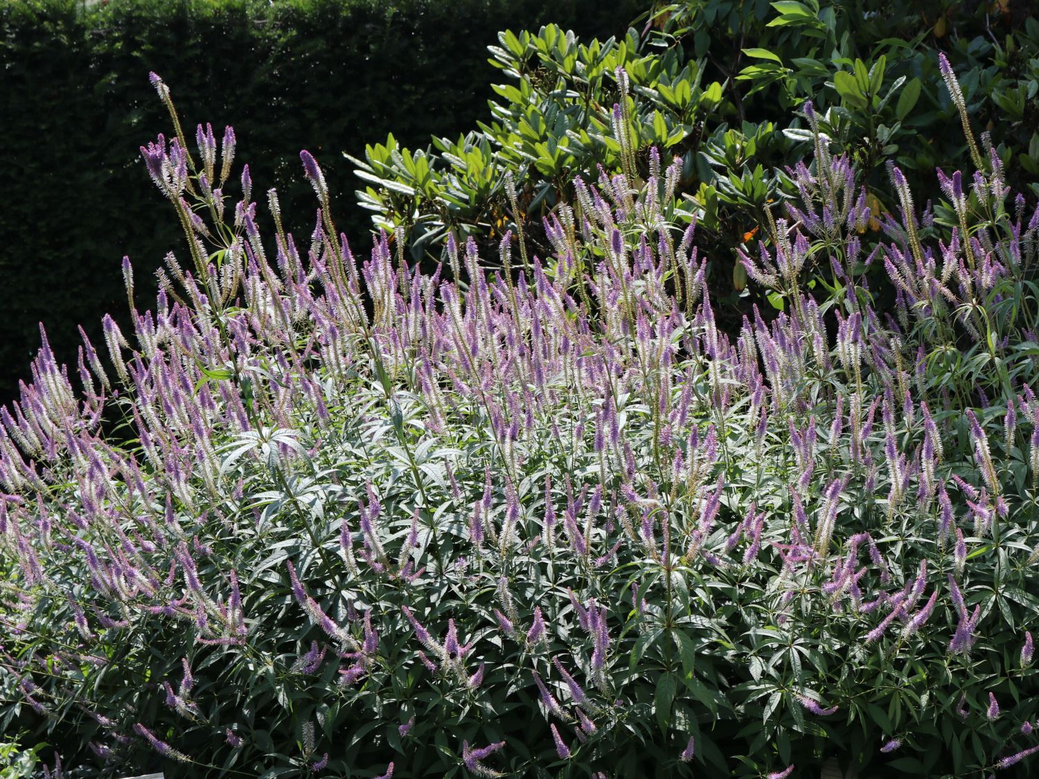 Kandelaber-Ehrenpreis 'Fascination'