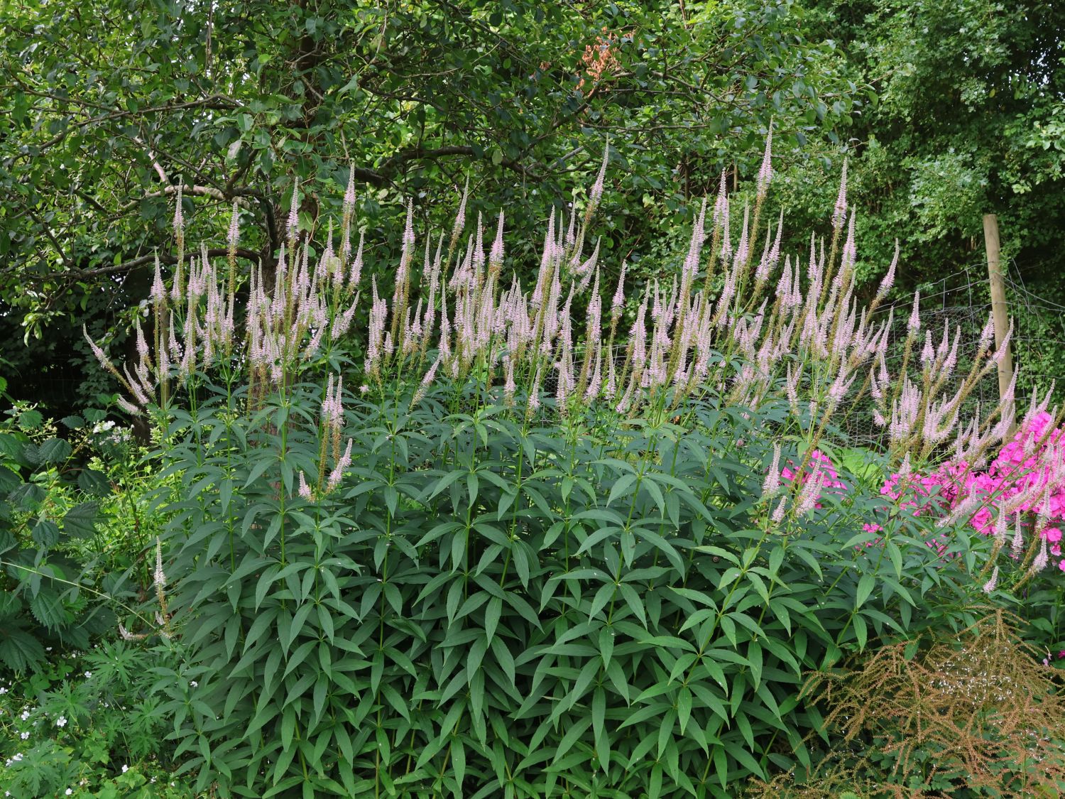 Kandelaber-Ehrenpreis 'Pink Glow'