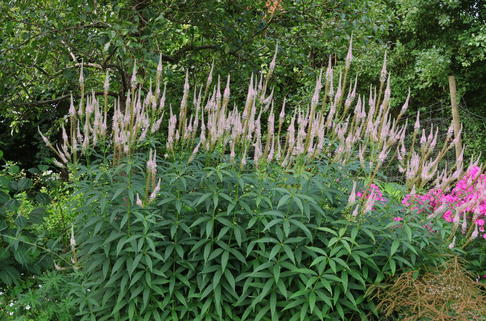 Kandelaber-Ehrenpreis 'Pink Glow' - Veronicastrum virginicum 'Pink Glow'