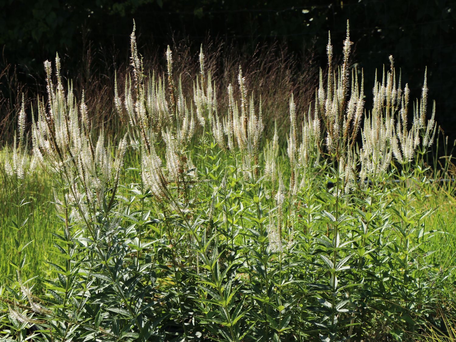Kandelaber-Ehrenpreis 'Album'