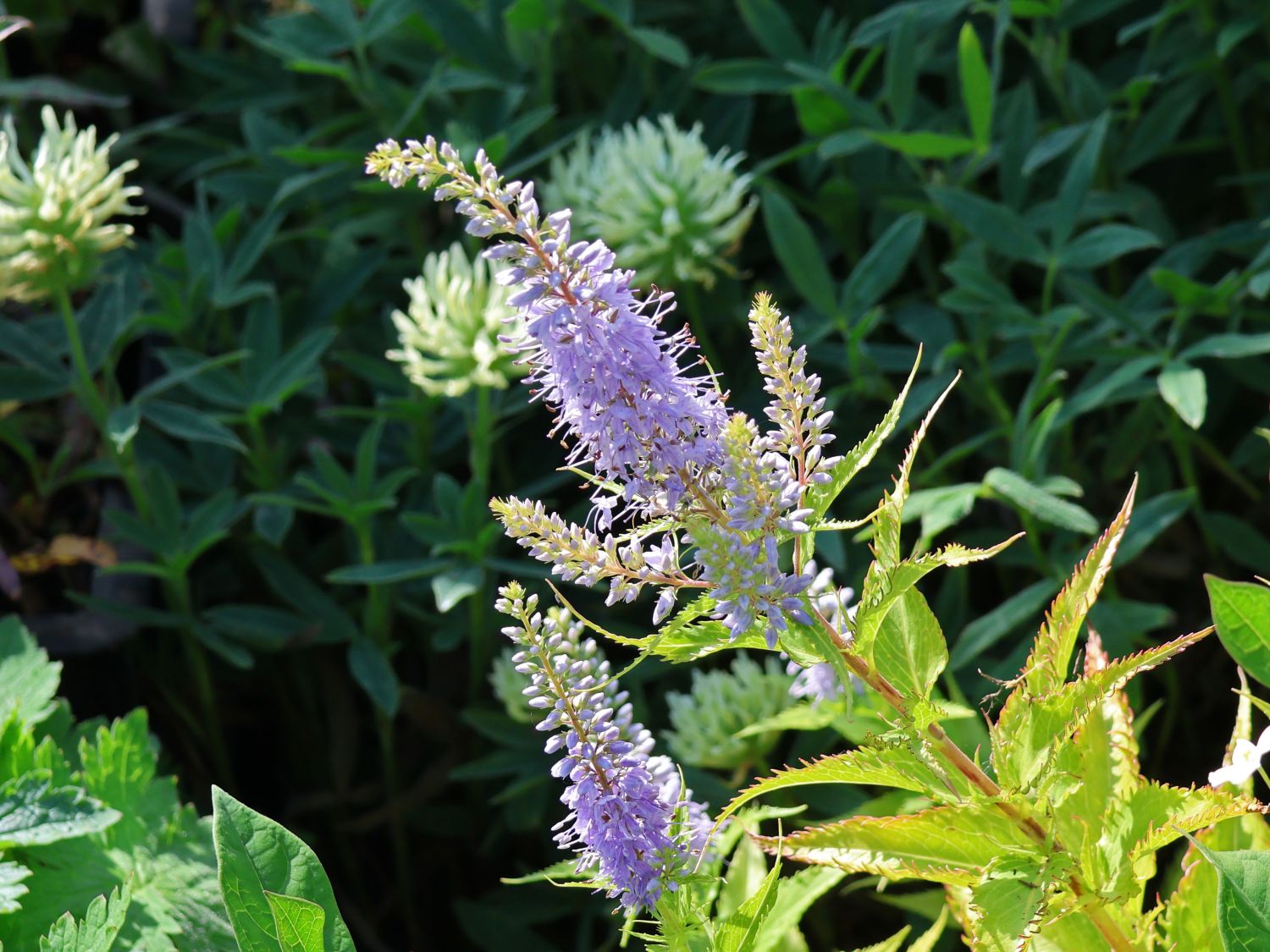 Kandelaberehrenpreis 'Amethyst'